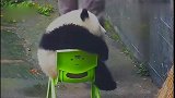 这只熊猫的坐姿真是神了，仗着自己是国宝，竟然还在抖脚!