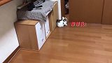 集美们快来帮帮小奶猫吧，小短腿实在跳不上去，大猫真是无情！