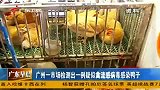 财经频道-广州一市场检测出一例疑似禽流感病毒感染鸭子