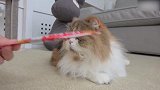 地毯上玩耍的猫咪，这萌萌的小模样，想养猫咪了！
