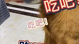 狗狗挑食，旦旦不存在教育，几句话就让它乖乖吃饭！