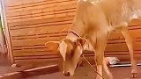猫猫给了小牛一拳将其打飞