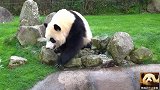 熊猫宝宝彩浜仰面朝天躺在喝水池里，卖萌pose好任性