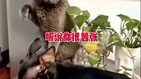 小狗崽子听说你这两天挺嚣张啊！