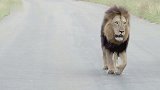 狮王保护狮群和幼崽的安全，幼崽无忧无虑的玩耍