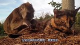 猴子在猫咪身上找盐粒，翻了半天也没有，急死了没有我吃啥