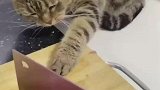 勇敢猫咪不怕困难，反正你有九条命