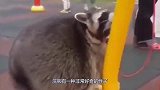 别让浣熊撸到猫，一揉揉到死，简直是撸猫永动机