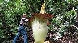 世界上最大的“食人花”，比一个成年人还高大，专以肉为食！
