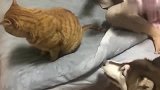 橘猫铲屎官用袜子套我的头，快帮我打