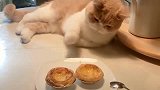 小猫咪为了吃蛋挞，使出了各种小花招，变换各种姿势！