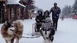 纷飞的大雪中，我们的雪橇狗成了这里的交通工具。