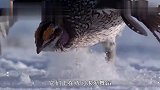一群松鸡练习求爱舞蹈,在雪地里跳舞,这种场景不多见
