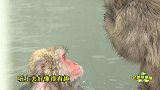 日本猴子露天泡温泉 表情很“销魂”
