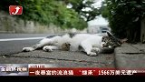 一夜暴富的流浪猫 “继承”1566万美元遗产-12月12日