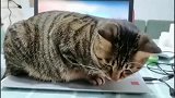 猫咪：主人不让我坐电脑上，我偏要坐