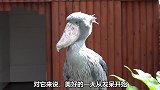一个敢和二傻子拼智商的的大鸟，你爱了吗