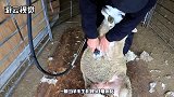 外国剃羊毛成为了一个技能，羊还没反应过来，身上就被扒光了