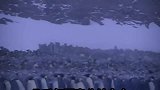 南极那么冷，企鹅是怎么取暖的