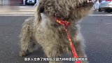狗被遗弃饿成一幅骨架，好心男子收养，2个月后的变化让人惊喜