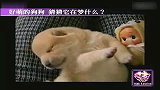 [搞笑]好萌的狗狗猜猜它在梦什么