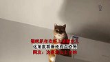 猫咪趴在衣柜上望着主人，这角度看着还有点恐怖