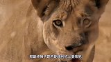 穿山甲闯入狮子领地，不想却是一次高等级按摩，那场面太和谐了！