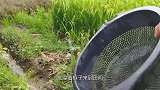 男子水沟捉鱼，成功抓到几条鲤鱼，真是太厉害了