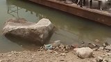 这只羊真是高手，位置瞄的真准成功的避开栏杆直接跳回羊群，好帅