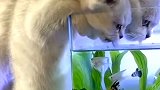 你见过在浴缸里喝水的猫咪吗？你们俩的预谋我已经猜到了，最终还