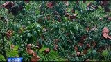 水长：百花山的桃子熟了！