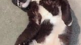 可爱的黑猫警长来:跳只小野猫