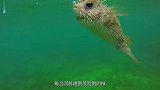 男子趁河豚吸气时，给它抽了一根烟，镜头拍下搞笑画面