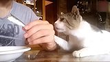 狸花猫：朕的小鱼干！我是没藏好么