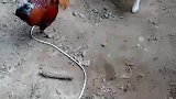狗子：我不惹事，但也不怕事，今天就好好教训你！