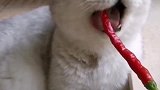 爱吃辣椒的猫咪
