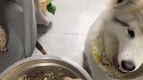 奶瓶看见肉丸子拌狗粮开心到飞起！
