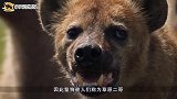 一口咬断鬣狗的大腿，报仇不晚看得就过瘾