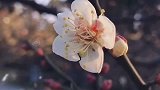 不与百花伍，偏招群芳妒