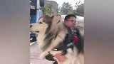 这么大的阿拉斯加犬被抱起来，连它自己都感到吃惊，吓死宝宝了