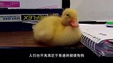 主人把鸭蛋拿到鸭子面前，主人：能吃不？鸭妈妈一个举动逗笑众人