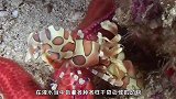 潜水员刚刚张开嘴，几只生物就迅速钻了进去，立即开始埋头苦干！