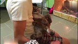 猞猁还是个宝宝就这么凶猛，为了一块生肉恐吓主人，长大了还得了