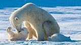 新研究：全球变暖致冰层减少难以觅食 北极熊或在本世纪末灭绝