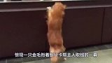 金毛独自来到银行柜台，本以为只是走错地方，路人看清羡慕不已！