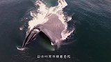 人们把鲸鱼脑袋炸了，“嘣”的一声，鲸鱼：解脱了！
