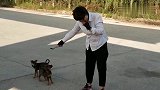 偶遇两只被遗弃的小狗，带回来后大家都喜欢。
