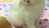 猫：再碰我，我可要挠你了！