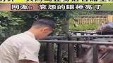 饲养员给小河马开小灶，另外一只河马在身后目睹全程