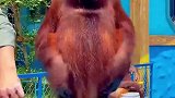 快来一起追猩，多才多艺的大猩猩这魔术太绝了